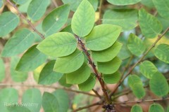 Phyllanthus megacarpus